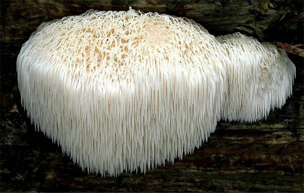 Ежовик / Львиная грива (Hericium erinaceus)