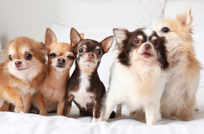 Плюсы и минусы чихуахуа. Что нужно знать перед тем, как завести такую собаку