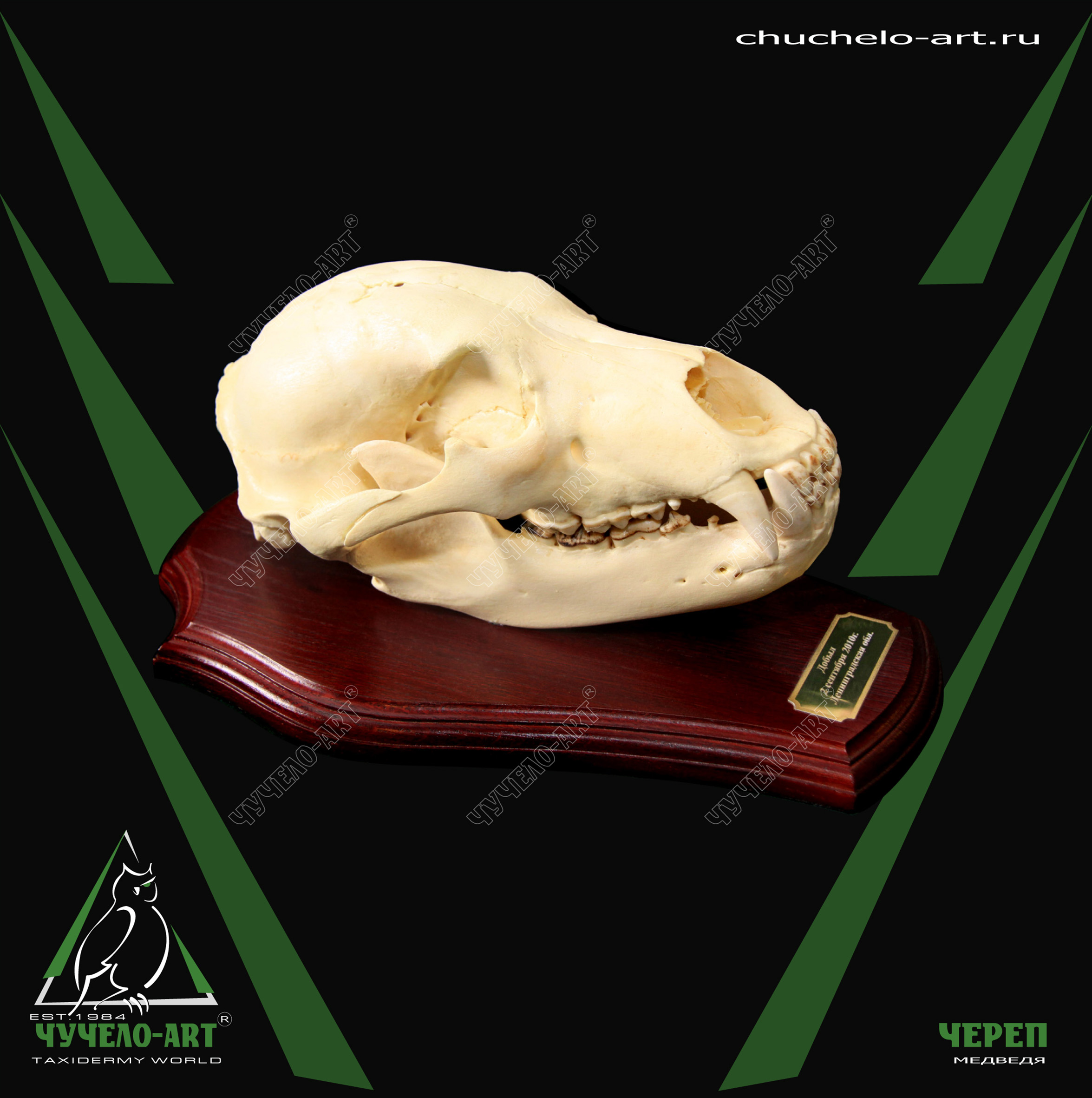 Череп медведя трофейный череп животного Чучело-Арт