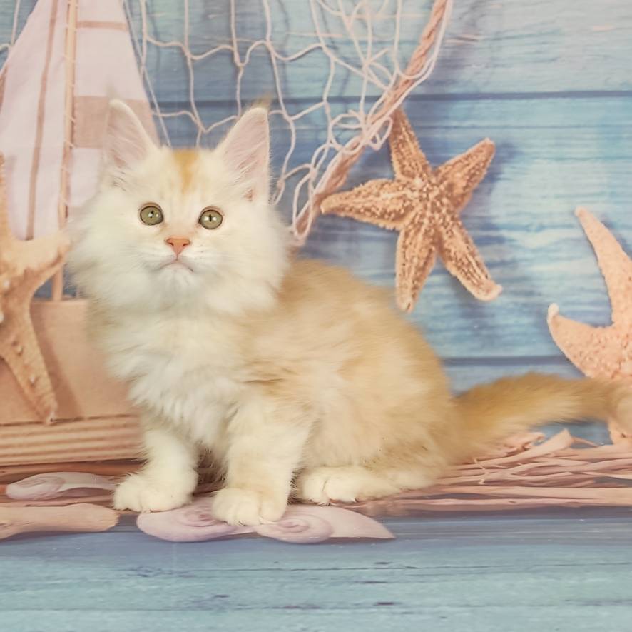 котёнок Мейн кун