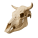 Череп