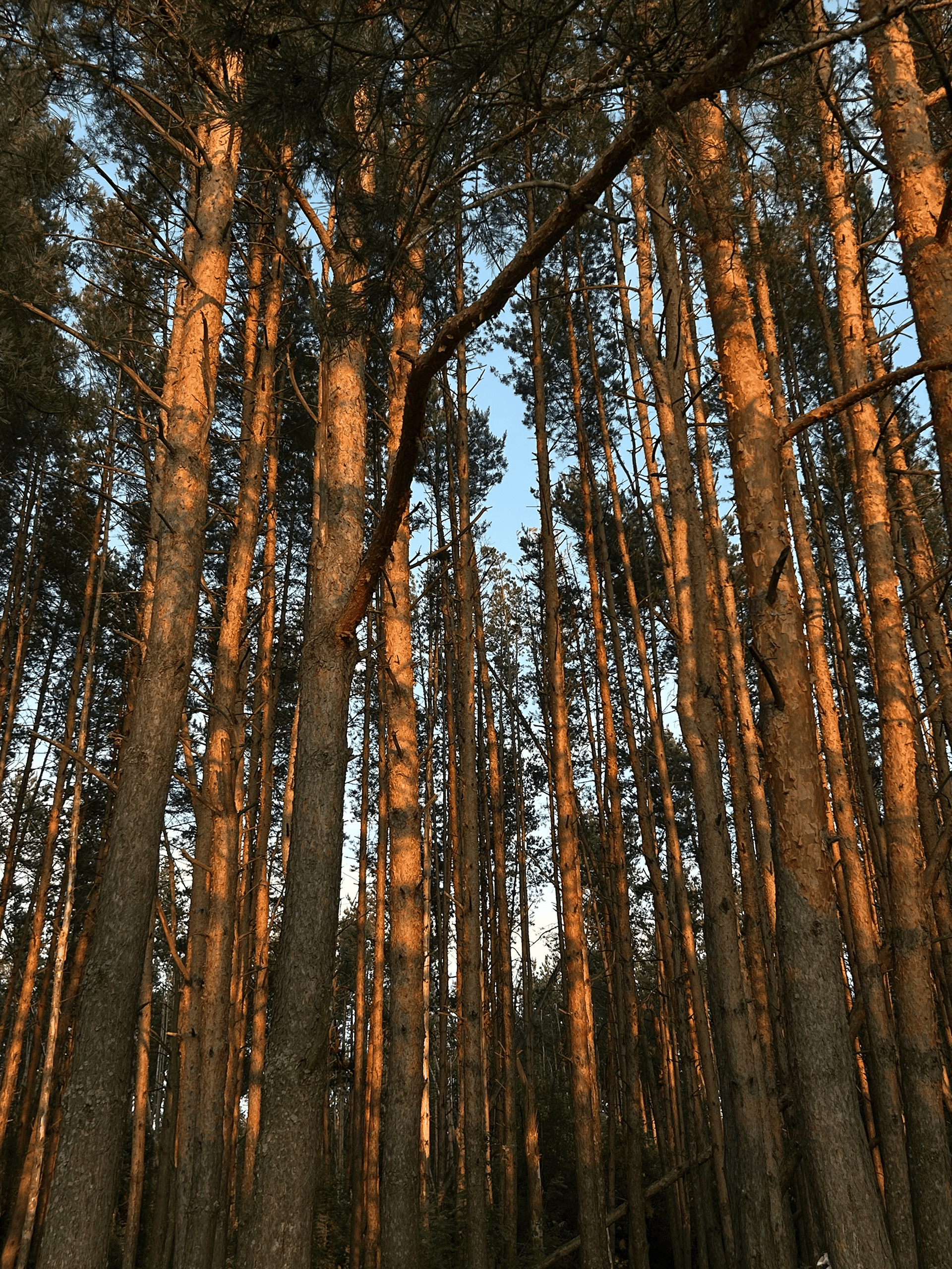 мангальная зона