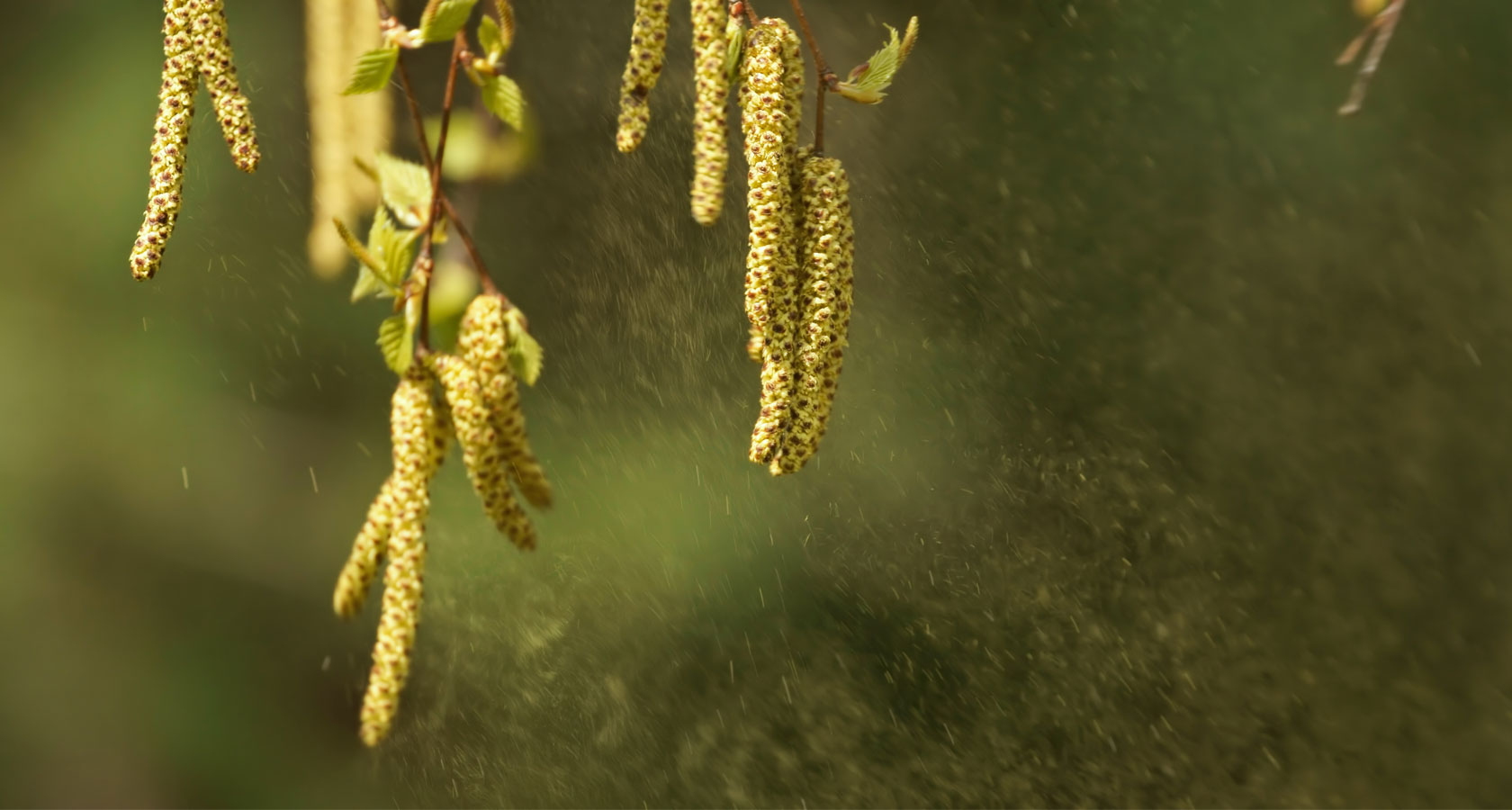 Аллергия на пыльцу как защититься от пыльцы