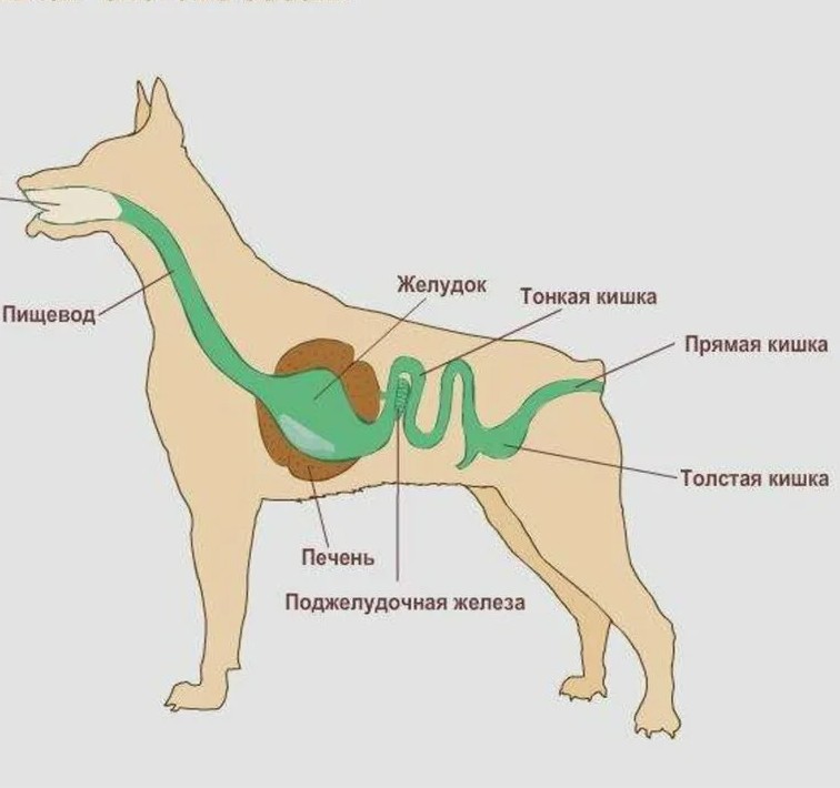 Как сохранить здоровье пищеварительной системы вашей собаки