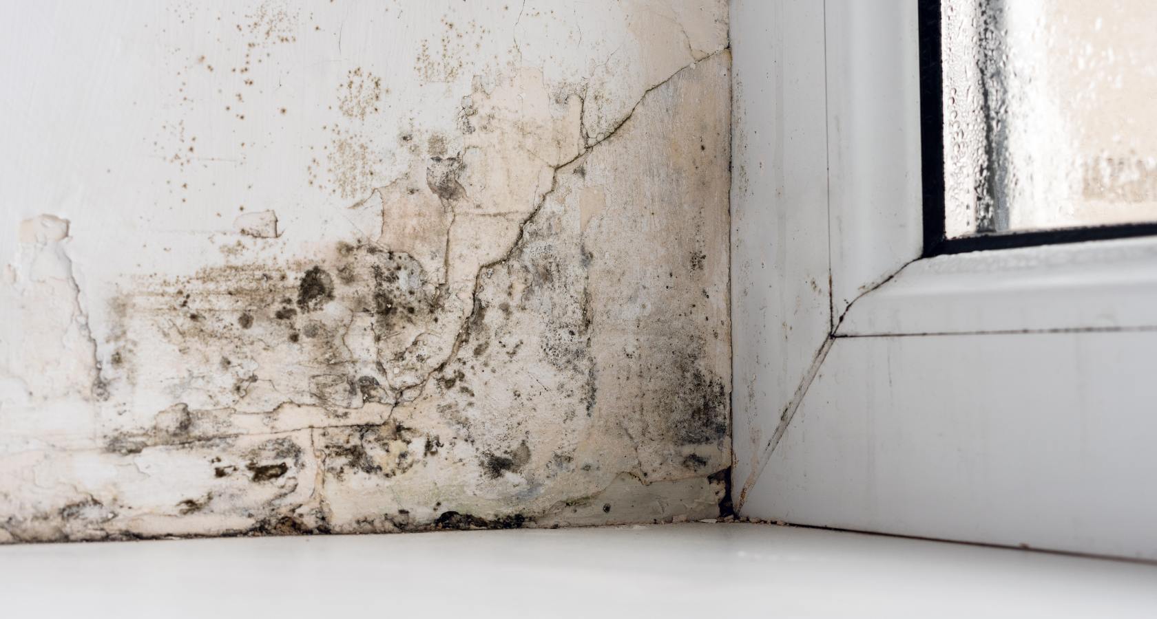 Живете на первом этаже? Часто мучает сырость и влага на стенах? – CraftStone