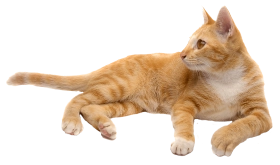 СКОРАЯ ВЕТЕРИНАРНАЯ ПОМОЩЬ ЧИПИРОВАНИЕ, КАСТРАЦИЯ, УСЫПЛЕНИЕ, КРЕМАЦИЯУЗИ, ЭКГ, ВАКЦИНАЦИЯ, ТЕРАПИЯ