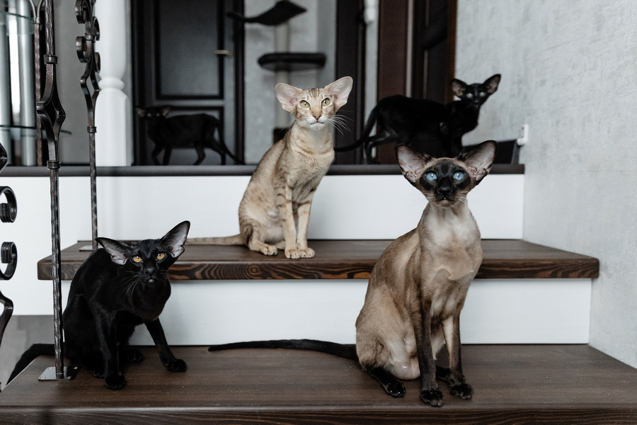 Отличие сиамской и ориентальной пород