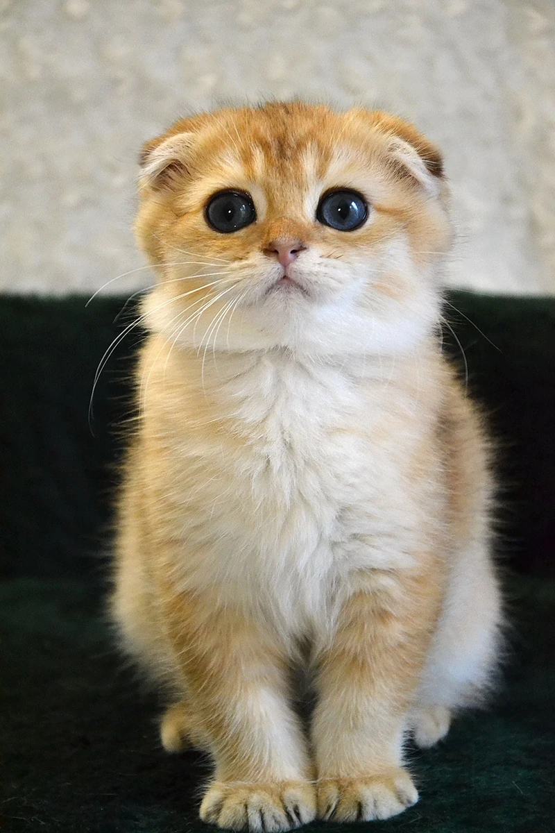 Фото шотландского вислоухого котенка Чарли