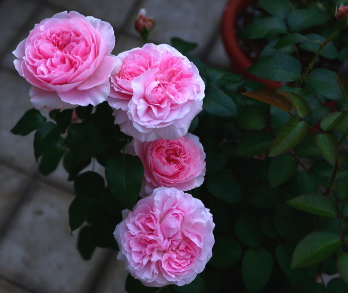 английские розы