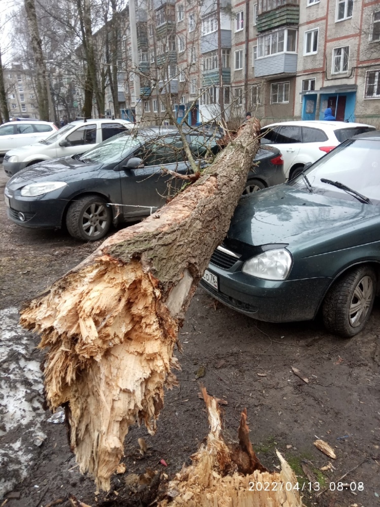 Ущерб от падения дерева