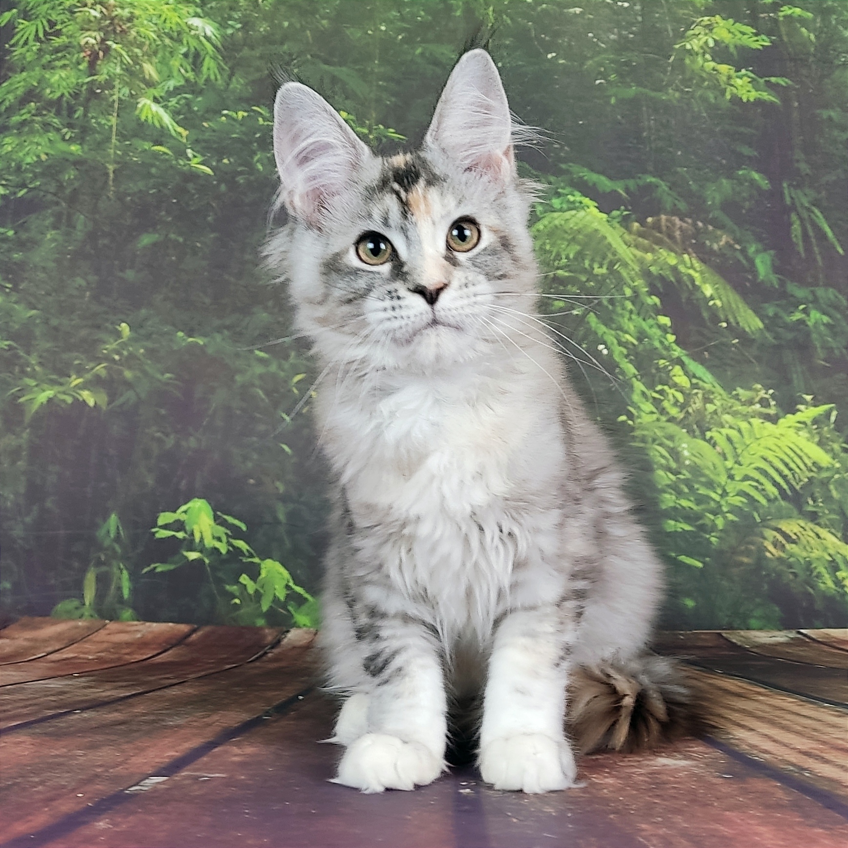 Котята мейн-куна из питомника Karabasville*RU /Карабасвилль *РУ