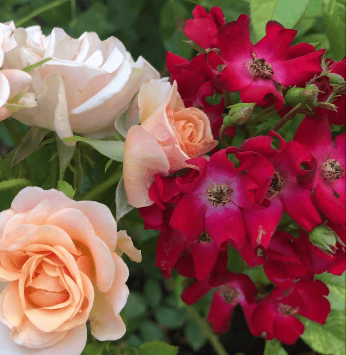 розы шрабы