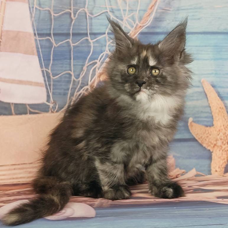 котёнок Мейн кун