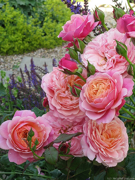 розы шрабы