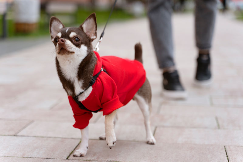 Плюсы и минусы чихуахуа. Что нужно знать перед тем, как завести такую собаку