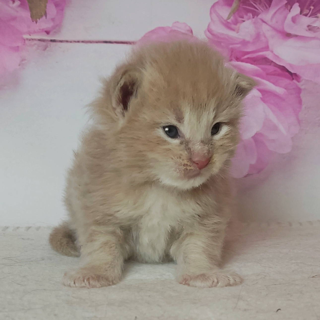 котёнок Мейн кун
