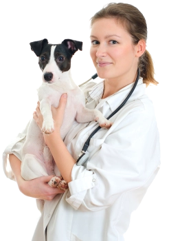 Хирургия у собак, кошек и других домашних животных