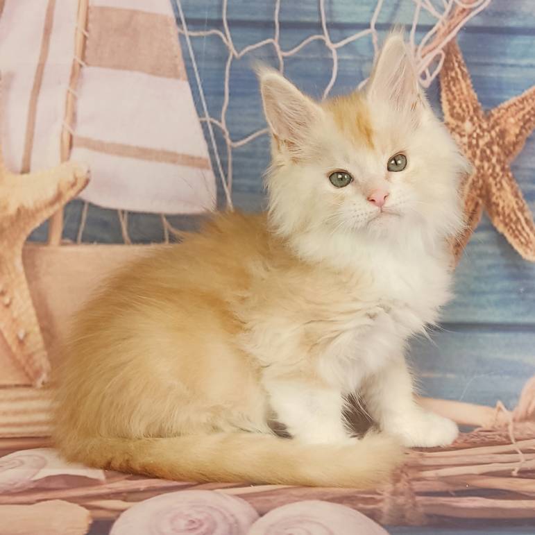 котёнок Мейн кун
