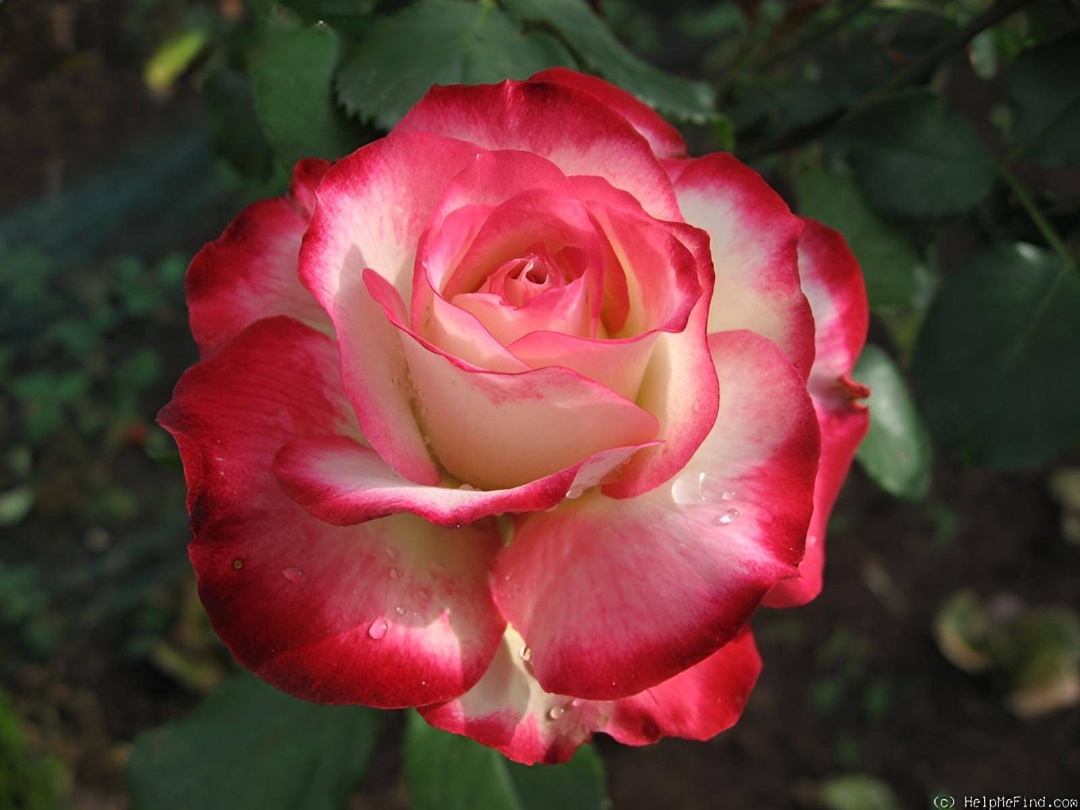 роза флорибунда
