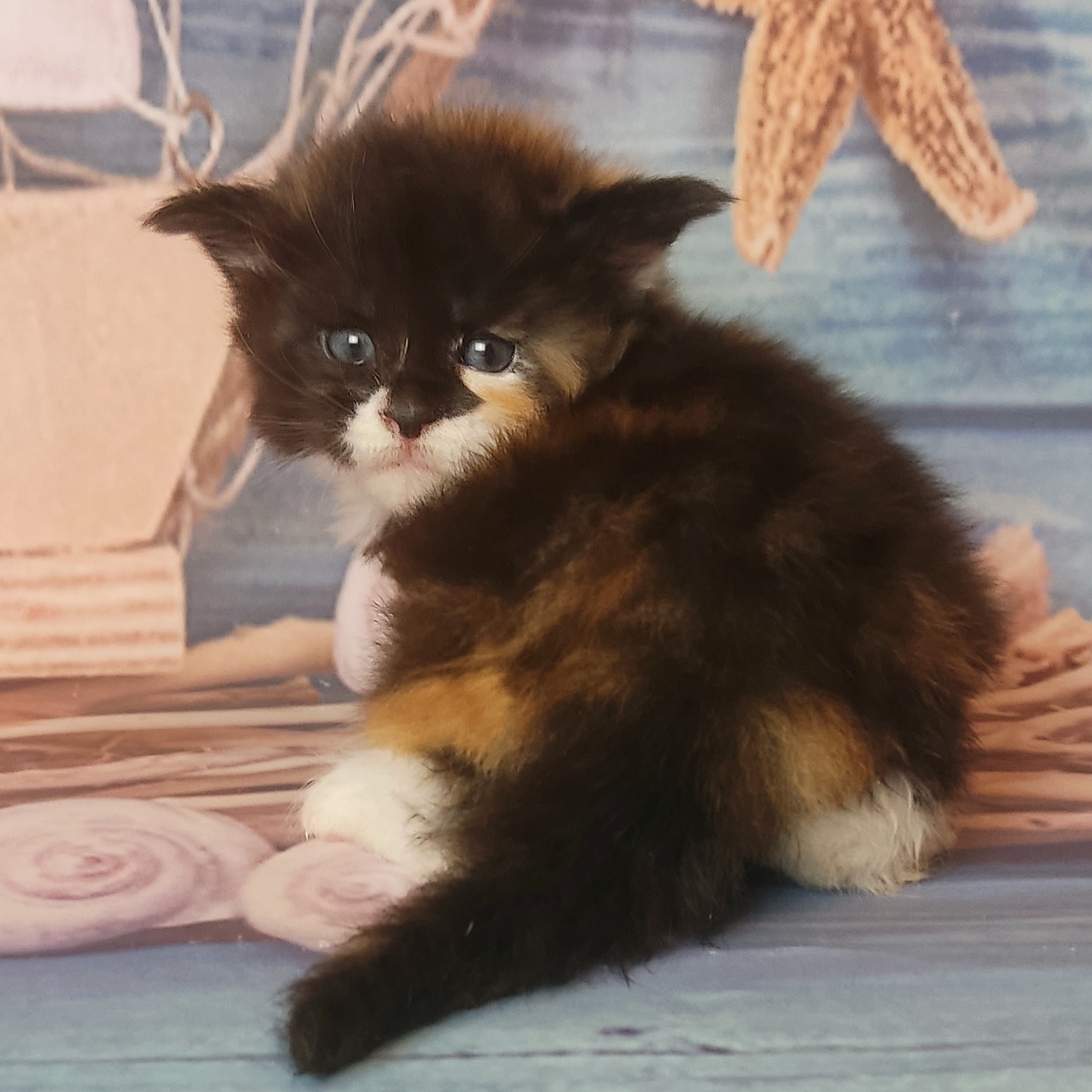 котёнок Мейн кун