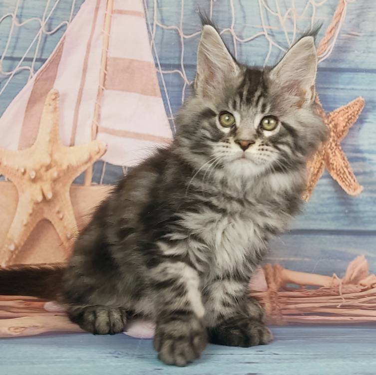 котёнок Мейн кун