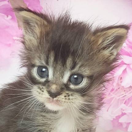 котёнок Мейн кун