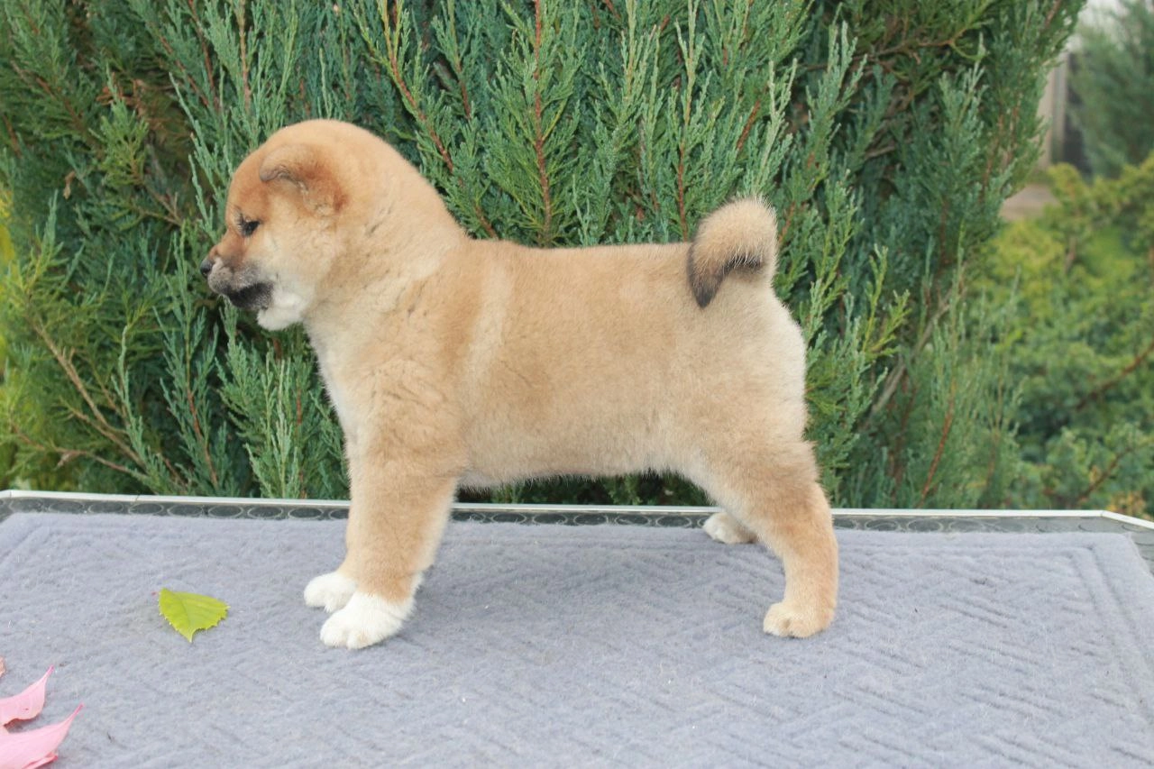 Фото сиба ину Хюрем