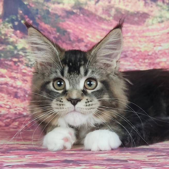 котёнок Мейн кун