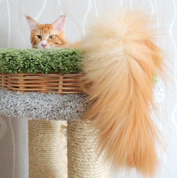 купить котенка Мейн-куна