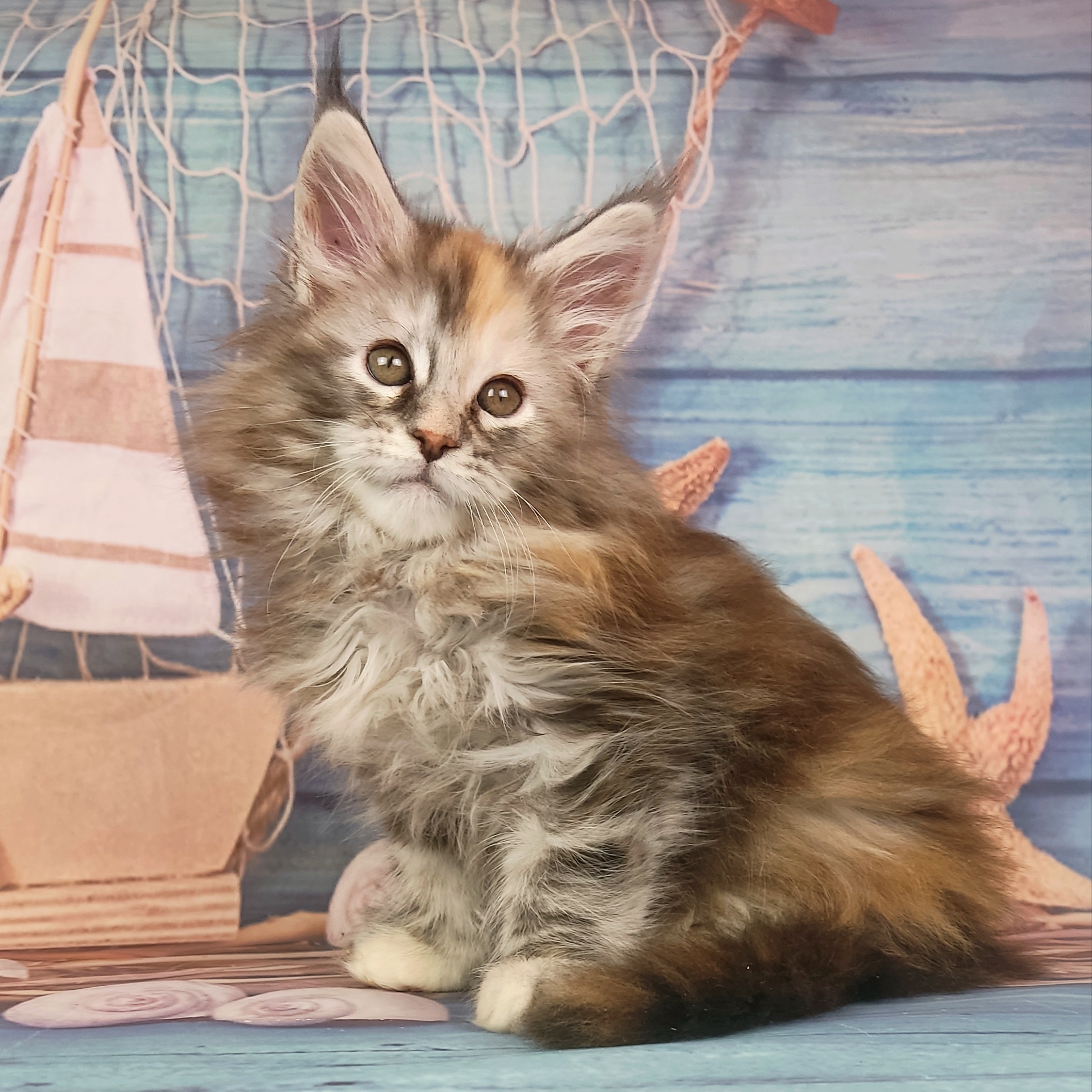 котёнок Мейн кун