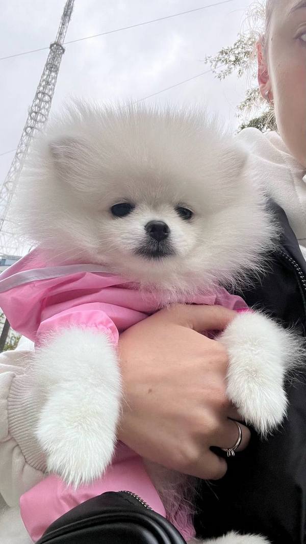 Купить микро тедди из Китая