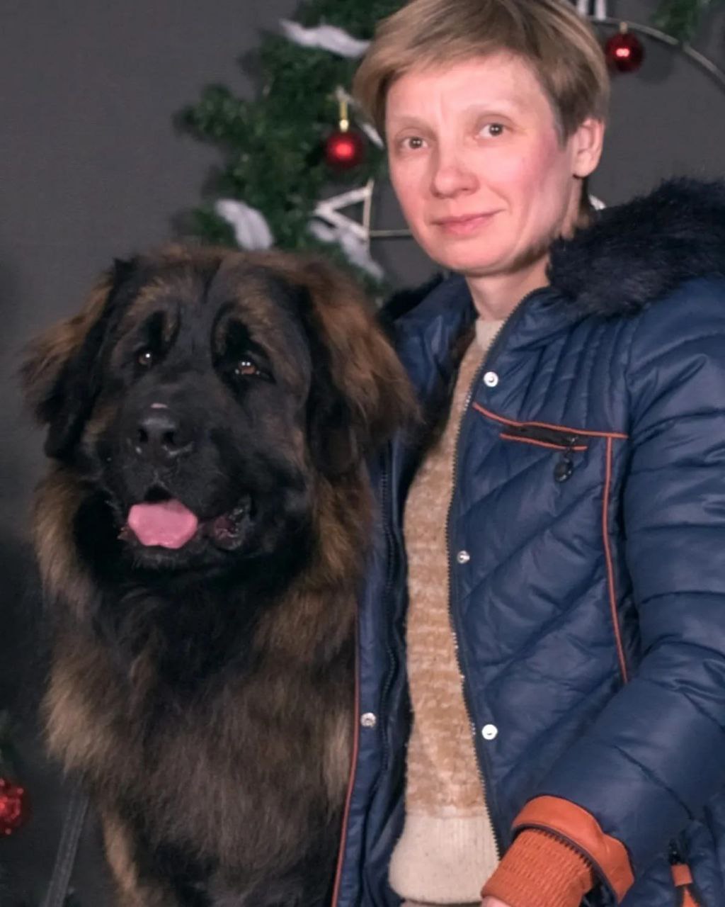 Купить леонбергера в Москве