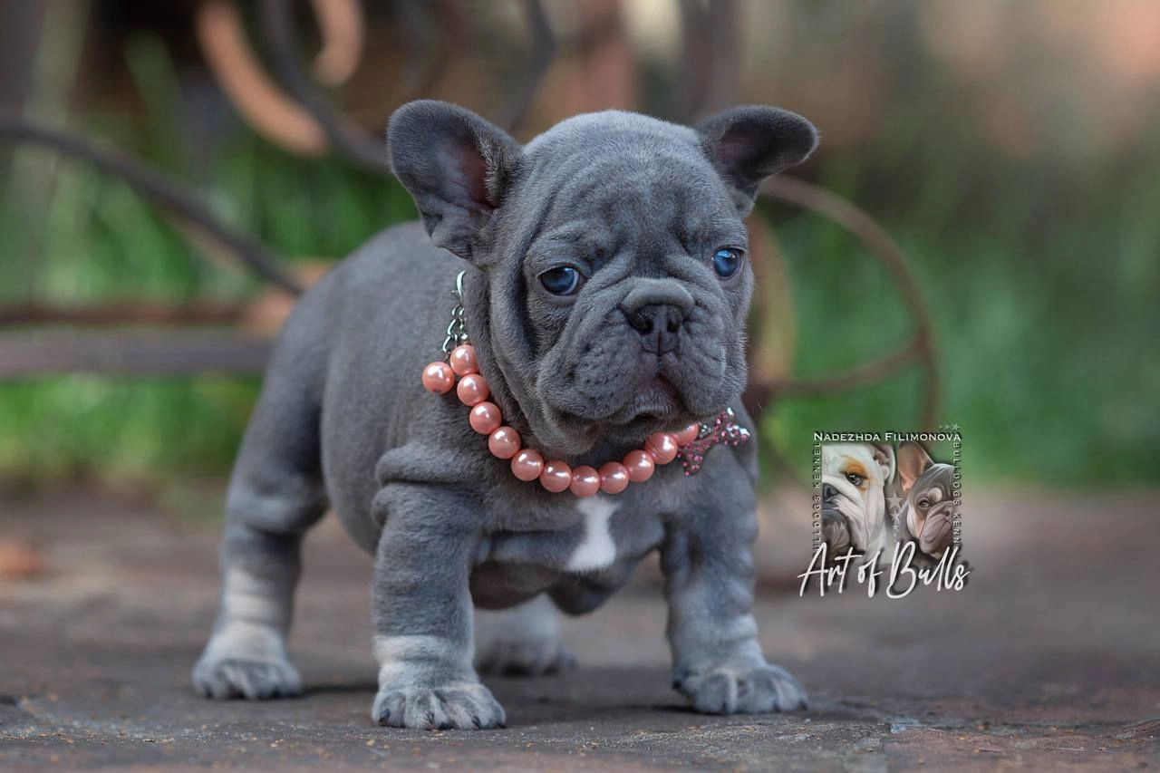 Фото глаз французского бульдога Solange