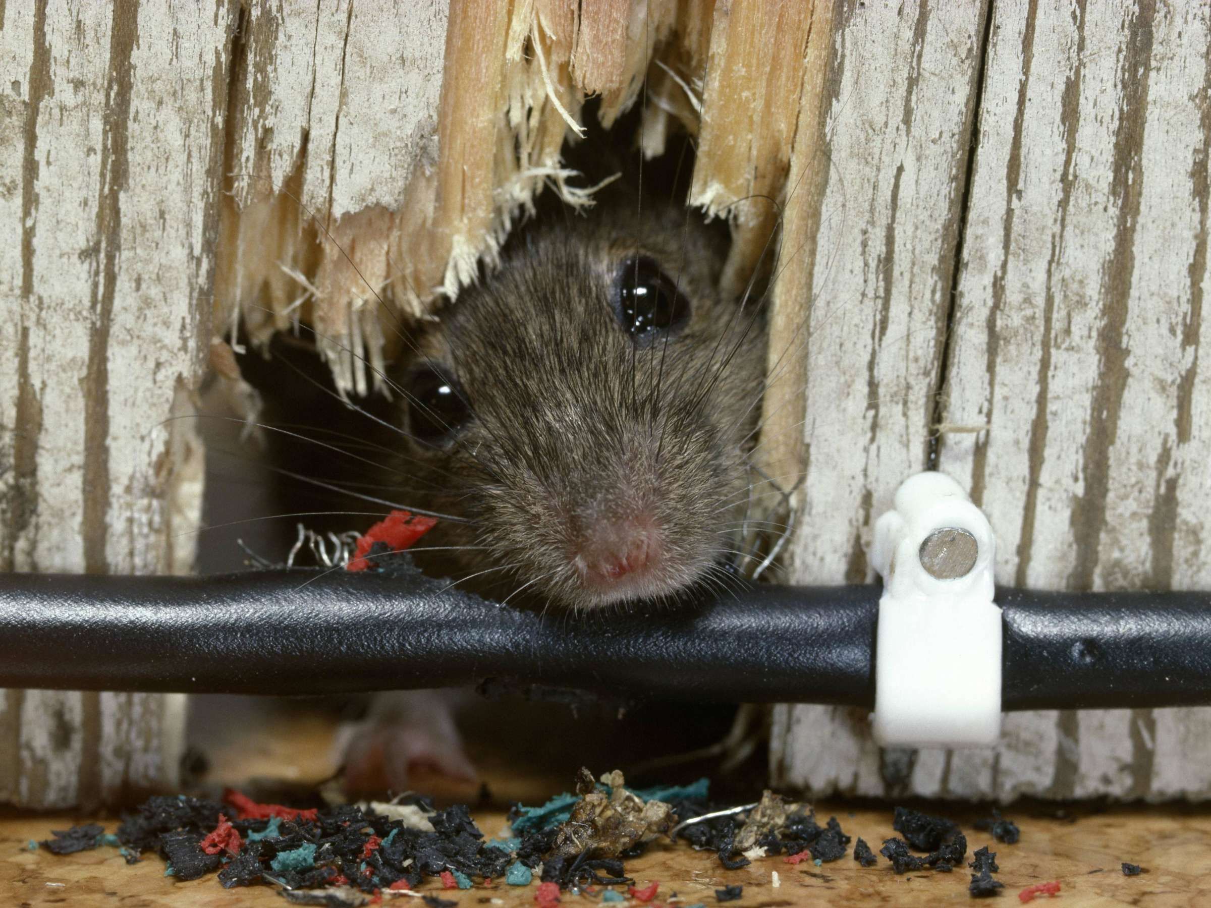 Избавиться от мышей и крыс