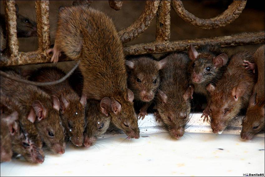 Избавиться от крыс и мышей