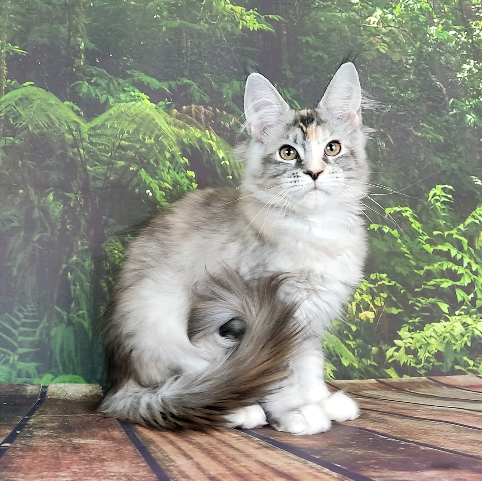Котята мейн-куна из питомника Karabasville*RU /Карабасвилль *РУ