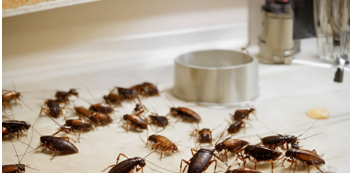 травля тараканов на кухне