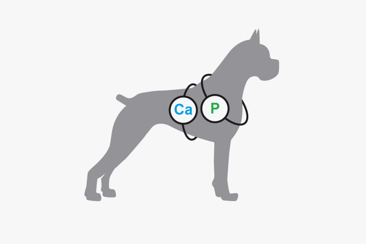 Роль кальция и фосфора в рационе собак: как сбалансировать питание