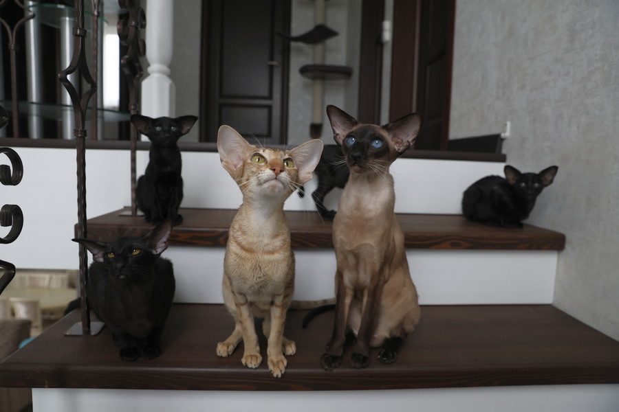 Разница между сиамом и ориенталом