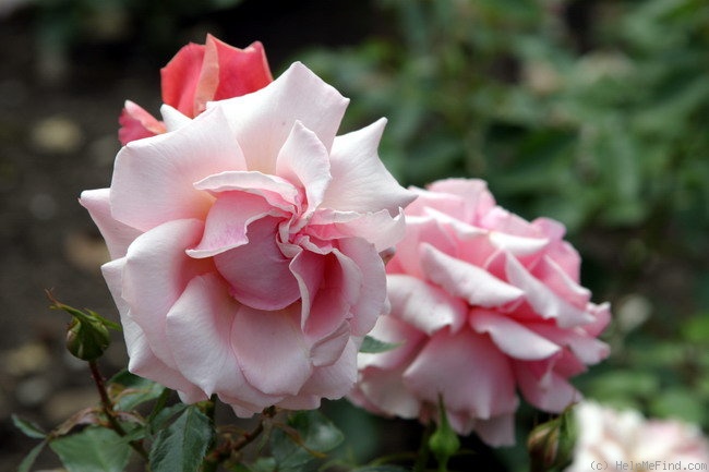 чайно-гибридные роза