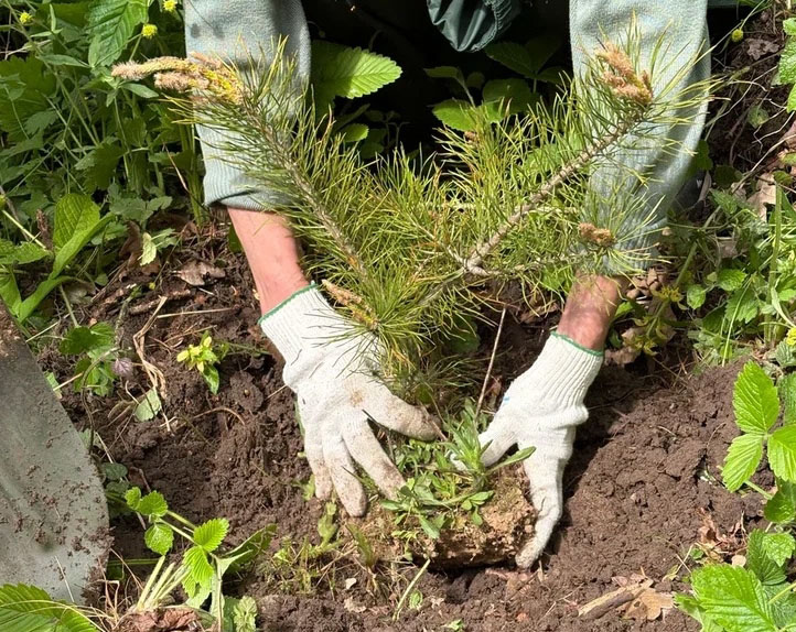 Экологичные материалы Tree