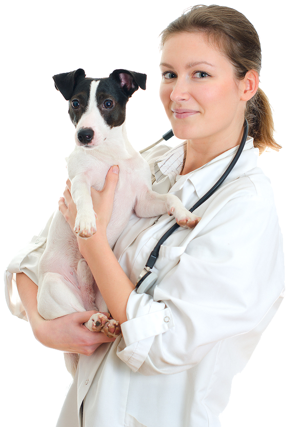 СКОРАЯ ВЕТЕРИНАРНАЯ ПОМОЩЬ ЧИПИРОВАНИЕ, КАСТРАЦИЯ, УСЫПЛЕНИЕ, КРЕМАЦИЯУЗИ, ЭКГ, ВАКЦИНАЦИЯ, ТЕРАПИЯ