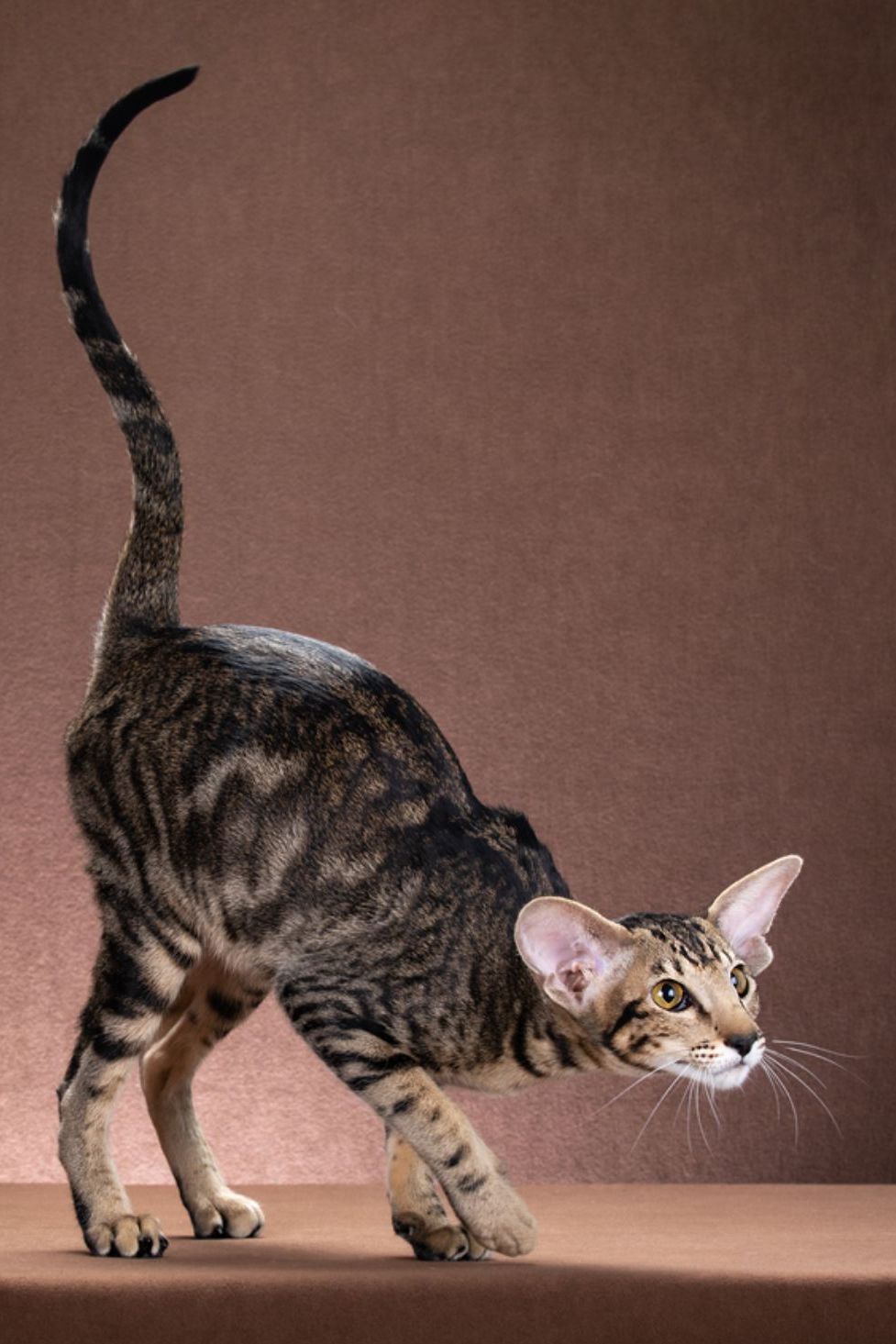 Интересный факт