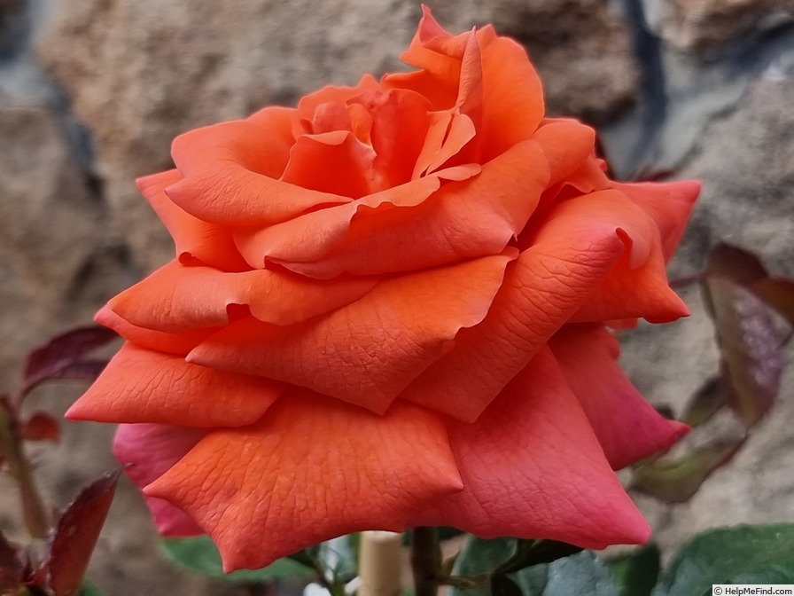 плетистая  роза