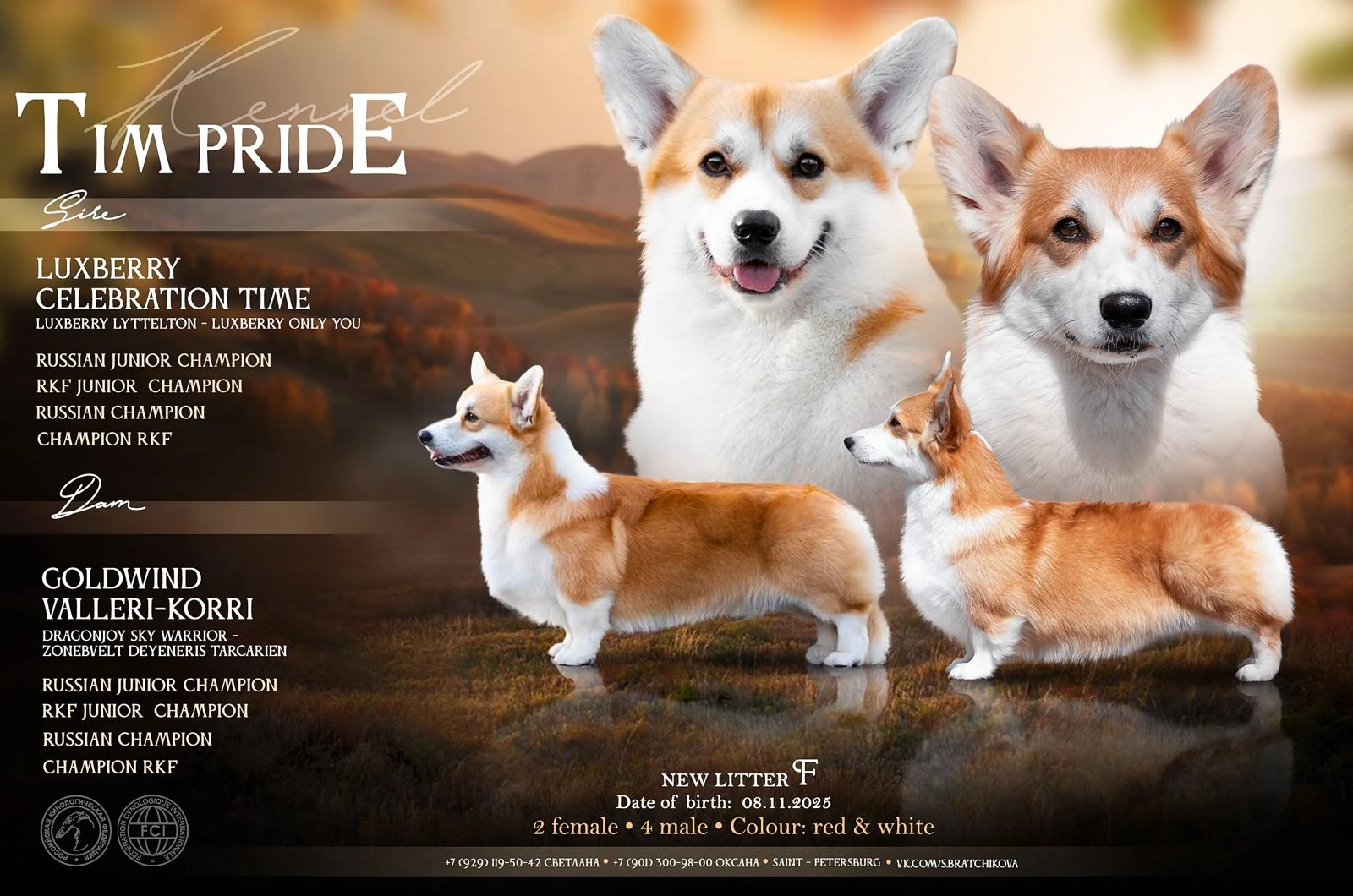 Фото вельш корги пемброк