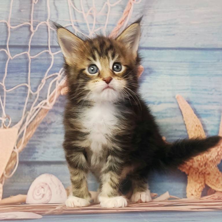 котёнок Мейн кун