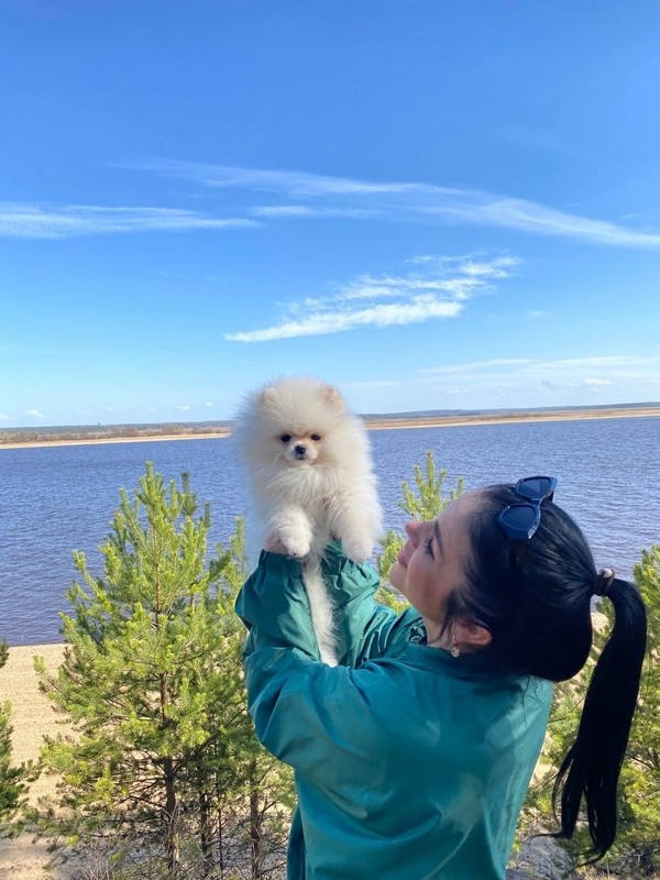 Купить тикап тедди из Китая