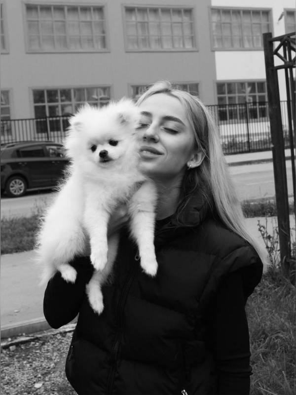 Купить микро собаку тедди из Китая