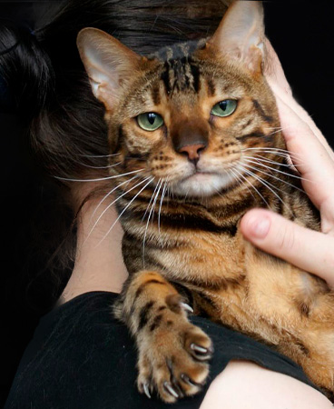 Бенгальская кошка: за и против. Стоит ли заводить дикого красавца?