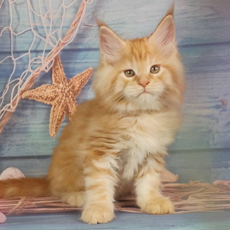 котёнок Мейн кун